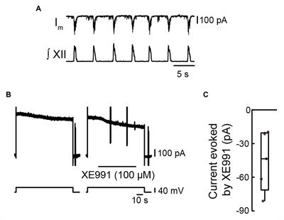 KCNQ Current Contributes to Inspiratory Burst Termination in the Pre-Bötzinger Complex of Neonatal Rats in vitro